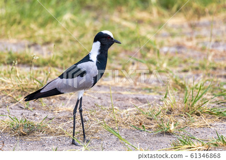 Blacksmith lapwing bird, Etosha Namibia Africa 61346868