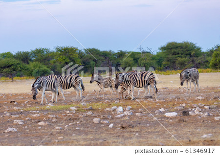Zebra in bush, Namibia Africa wildlife Zebra in bush, Namibia Africa wildlife 61346917