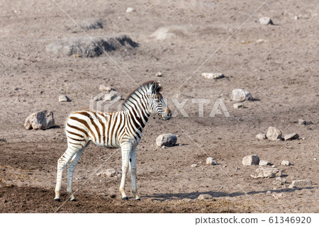 foal of zebra in Etosha Namibia, Africa foal of zebra in Etosha Namibia, Africa 61346920