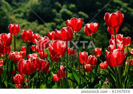 Tulip 61347059