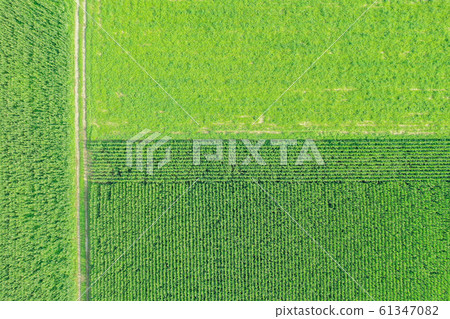 Corn field, rural landscape, rural scene drone shooting, 61347082