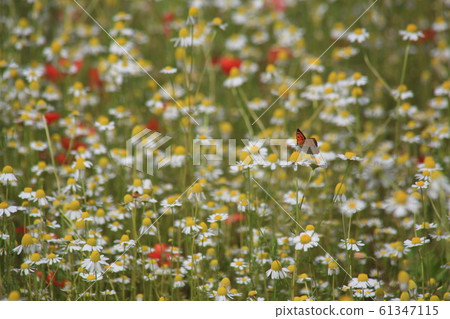 Butterfly in flower field Butterfly in flower field 61347115