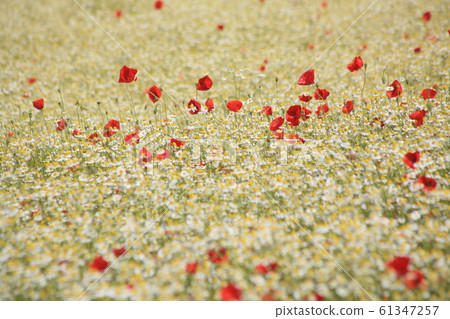 Flower field in may 61347257