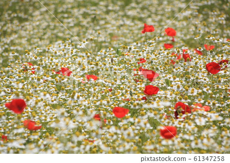 Flower field in may Flower field in may 61347258