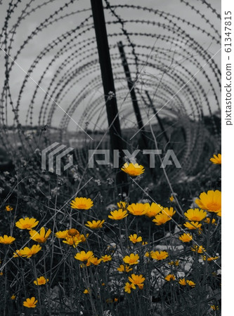 Flowers blooming in the Lebanese army Flowers blooming in the Lebanese army 61347815