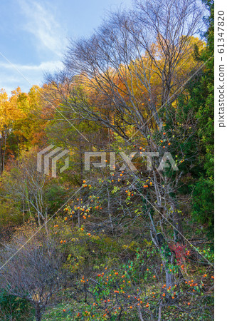 黃葉和柿樹在安zu野 黃葉和柿樹在安zu野 61347820