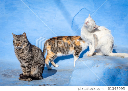 Cute feral cats in blue background, Chefchaouen, Morocco Cute feral cats in blue background, Chefchaouen, Morocco 61347995
