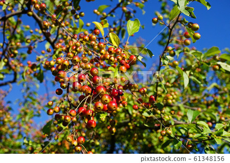 映襯在藍天下的漂亮的Ezonoko蘋果的紅色水果 映襯在藍天下的漂亮的Ezonoko蘋果的紅色水果 61348156