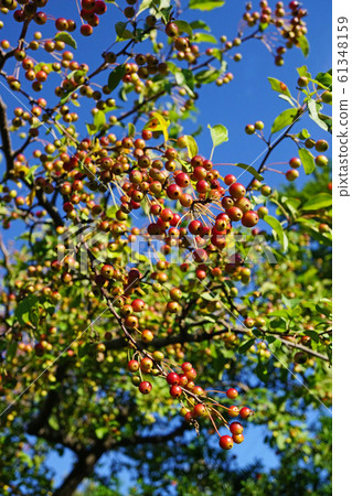 映襯在藍天下的漂亮的Ezonoko蘋果的紅色水果 61348159
