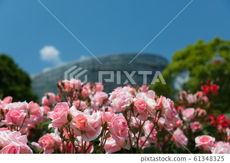 Roses and greenhouse Roses and greenhouse 61348325
