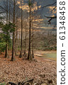 Kyudai Forest at Sunset 61348458