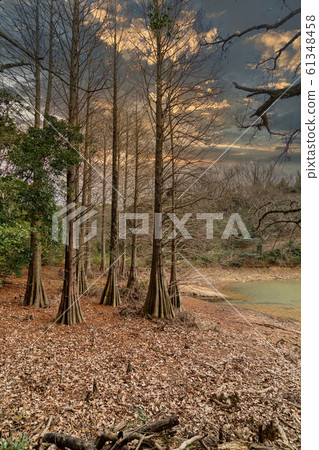Kyudai Forest at Sunset 61348458