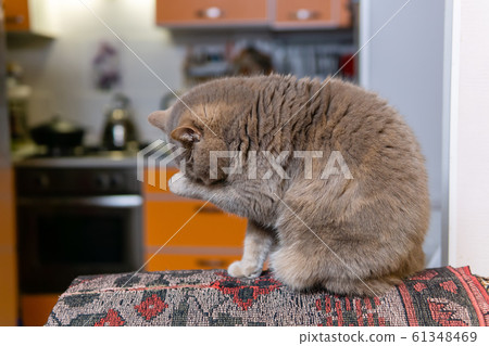 scottish straight cat washing itself scottish straight cat washing itself 61348469