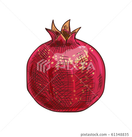 Red pomegranate isolated sketch, forbidden fruit 61348835
