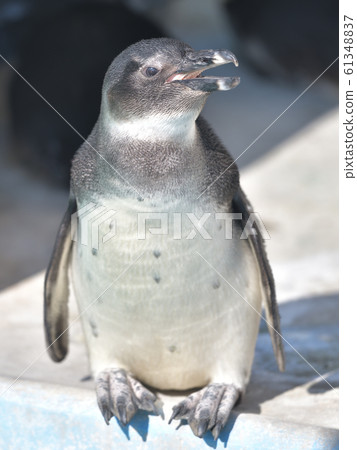 Cute Cape Penguin Child 7 Cute Cape Penguin Child 7 61348837