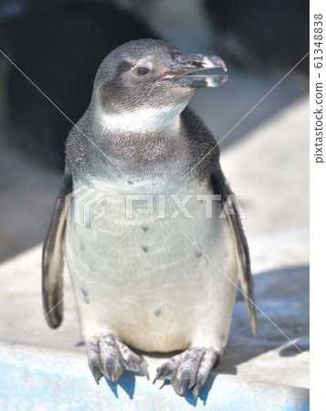 Cute Cape Penguin Child 6 Cute Cape Penguin Child 6 61348838