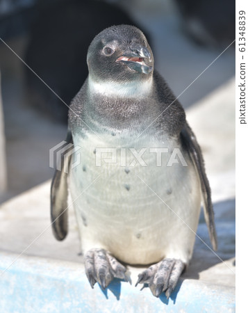 Cute Cape Penguin Child 5 Cute Cape Penguin Child 5 61348839