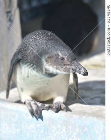 Cute Cape Penguin Child 4 Cute Cape Penguin Child 4 61348840