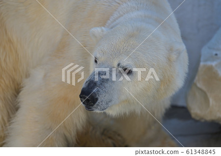 Turning face of a cute polar bear with blunt eyes Turning face of a cute polar bear with blunt eyes 61348845