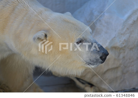 Healing polar bear with gentle eyes 61348846