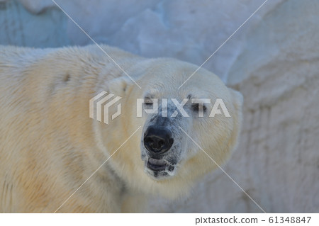 Polar bear face up trying to change direction 2 61348847