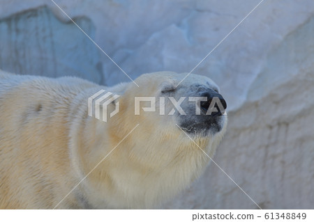 Healing polar bear face with eyes closed facing right 61348849