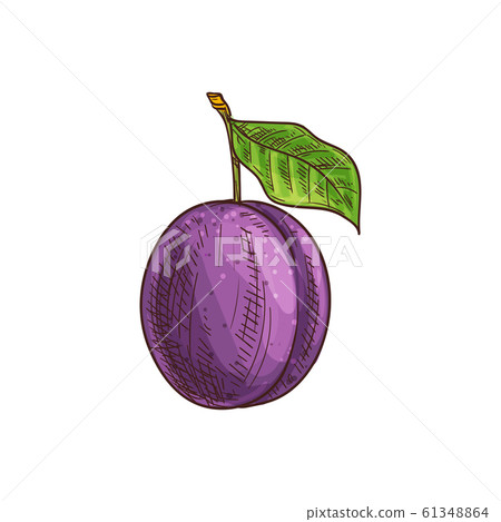 Purple plum fruit isolated sketch, damson prune Purple plum fruit isolated sketch, damson prune 61348864