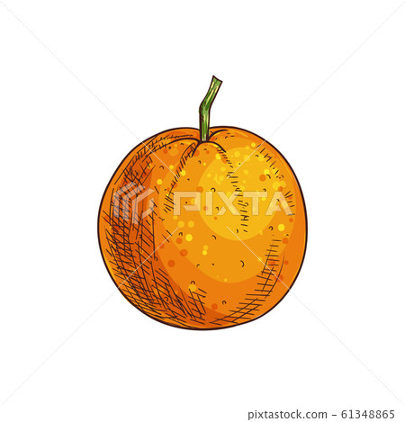 Clementine mandarin citrus fruit isolated sketch Clementine mandarin citrus fruit isolated sketch 61348865