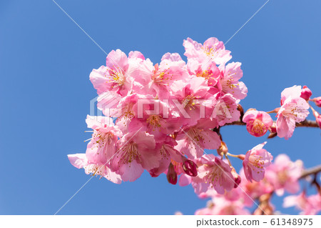 Kawazu開花在藍天的櫻桃樹 Kawazu開花在藍天的櫻桃樹 61348975