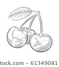 Vector engraved illustration of cherry berries sketch 61349081