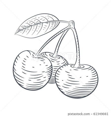 Vector engraved illustration of cherry berries sketch 61349081