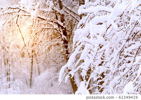 Trees covered with hoarfrost and snow 61349419