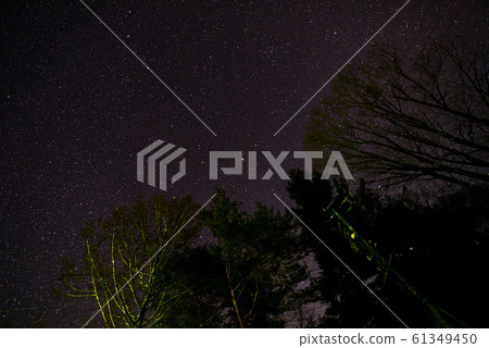 Trees and the Starry Sky Trees and the Starry Sky 61349450