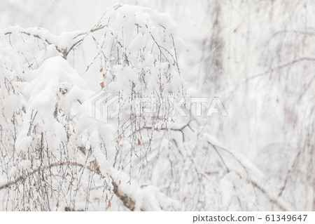Trees covered with hoarfrost and snow Trees covered with hoarfrost and snow 61349647
