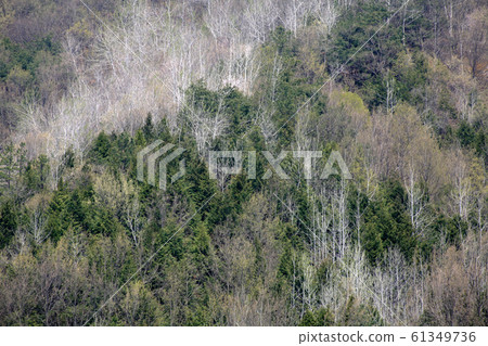 Spring forest 61349736