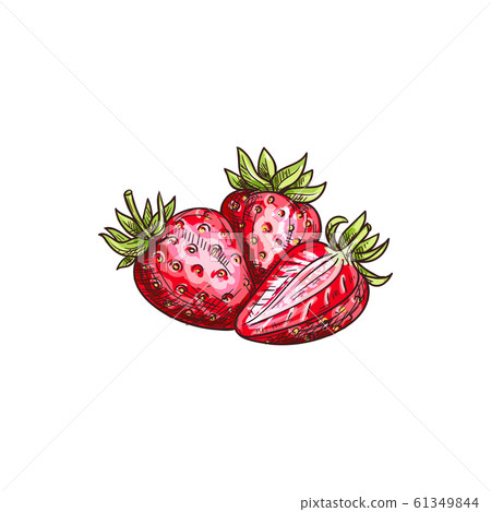 Strawberry isolated garden or wild forest berry Strawberry isolated garden or wild forest berry 61349844