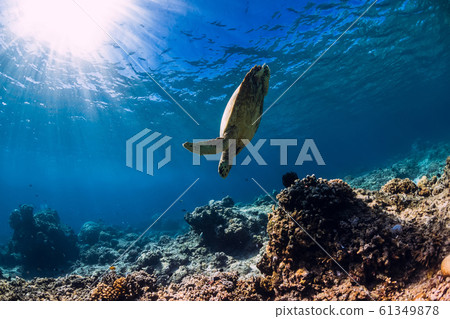 Sea turtle glides in ocean. Underwater view with turtle 61349878