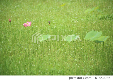 Lotus blooming marsh Lotus blooming marsh 61350086