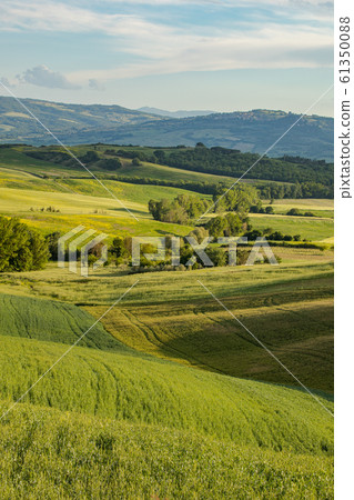 Tuscany - Landscape panorama, hills and meadow, Tuscany - Landscape panorama, hills and meadow, 61350088