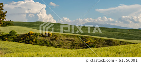 Tuscany - Landscape panorama, hills and meadow, Tuscany - Landscape panorama, hills and meadow, 61350091