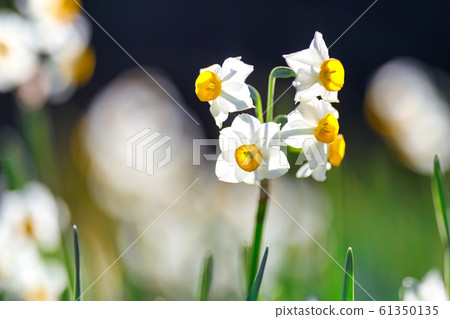 Japanese daffodil shining in the sun 61350135