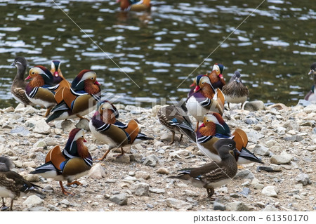 A group of mandarin duck _ at a mandarin duck observation hut A group of mandarin duck _ at a mandarin duck observation hut 61350170