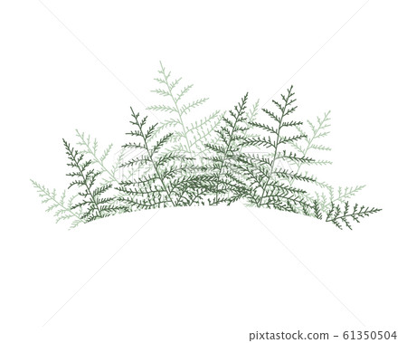 Natural background with bracken Natural background with bracken 61350504