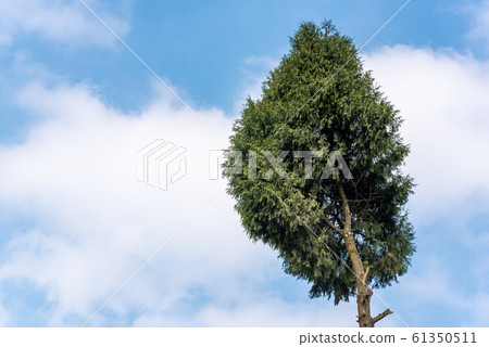 Pine tree against blue sky and white clouds Pine tree against blue sky and white clouds 61350511