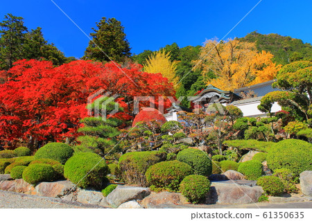 [Kagawa Prefecture] Shikoku Cemetery No. 88 "Okubo-ji Temple Autumn Leaves" 61350635