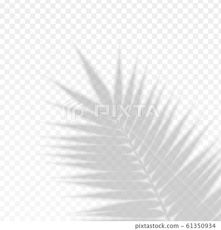 Palm Branch Leaf Overlay Effect Transparent Shadow. Vector 61350934