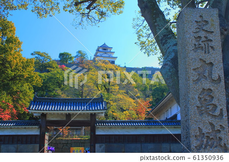 [Kagawa Prefecture] Autumn leaves of Marugame Castle 61350936