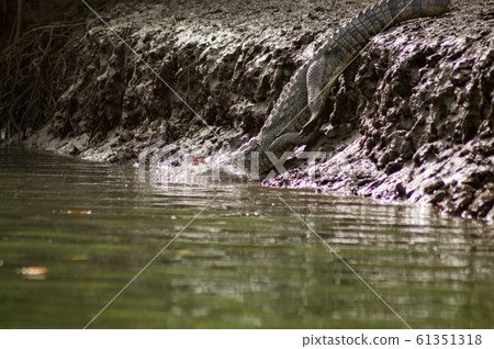Crocodile walking along the Gambia river 61351318