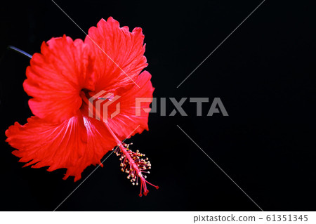 芙蓉黑背 61351345