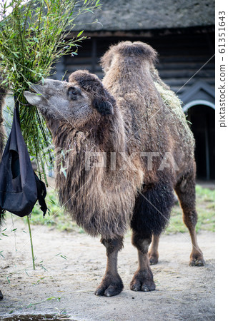 Camel in Copenhagen Zoo 61351643